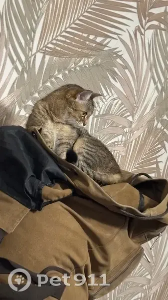 Пропала кошка, ул. Лесная, Тарминское - photo