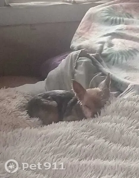 Пропала собака в районе д. Хламово - photo