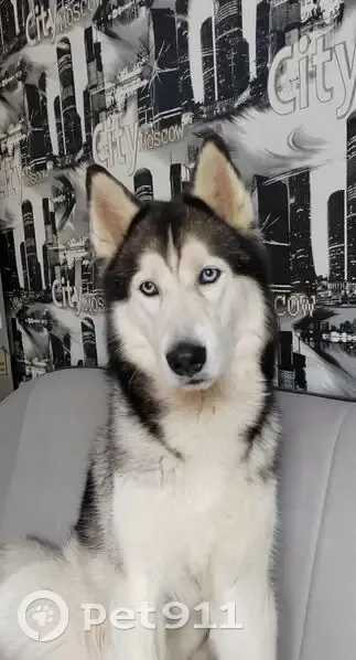 Пропала хаски у Чернышевского моря - photo