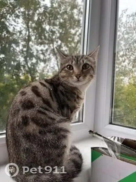 Найдена кошка, Сибирская ул. 102/2, Томск - photo