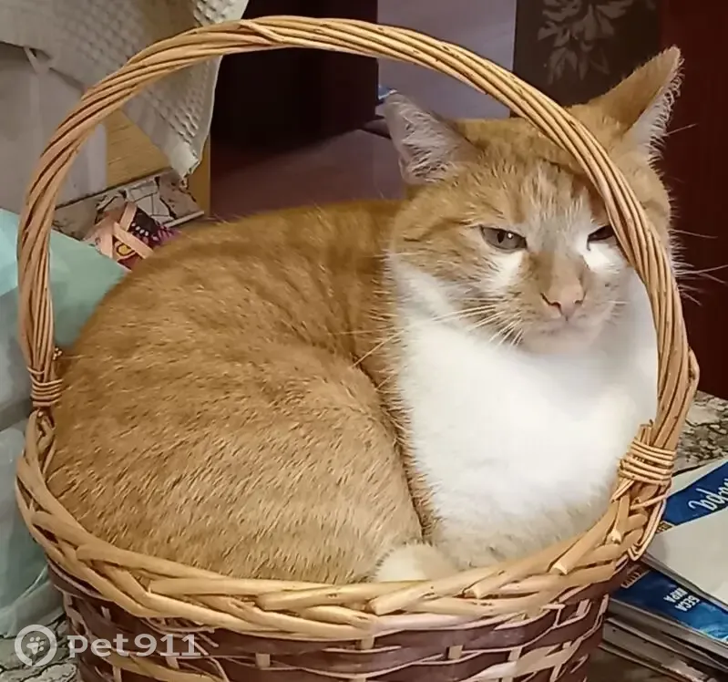 Пропала кошка в Пасеговском, Кировская обл. - photo