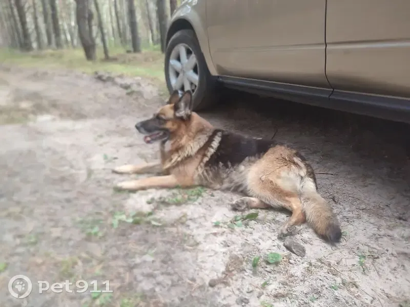 Найдена немецкая овчарка, Курганская обл. - photo