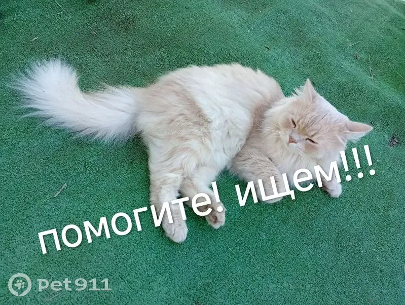 Пропала кошка в Архангельской области - photo