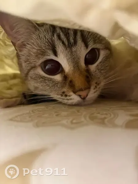 Пропала кошка, Северная ул., Когалым - photo