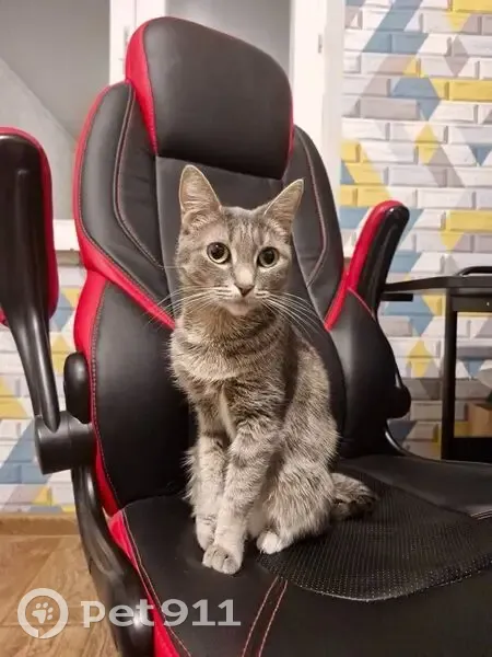 Пропала кошка, Омск, Амурская 21-я, 33/1 - photo