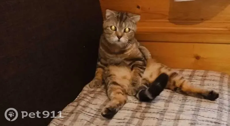 Пропала кошка, ул. Ак. Глушко, Казань - photo