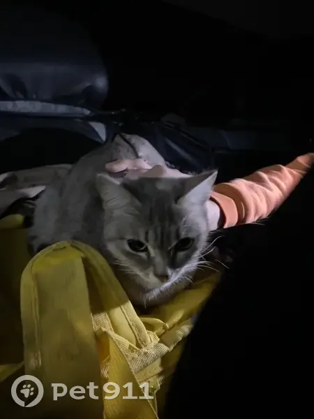 Котенок найден у магазина Добрый, Степановка - photo