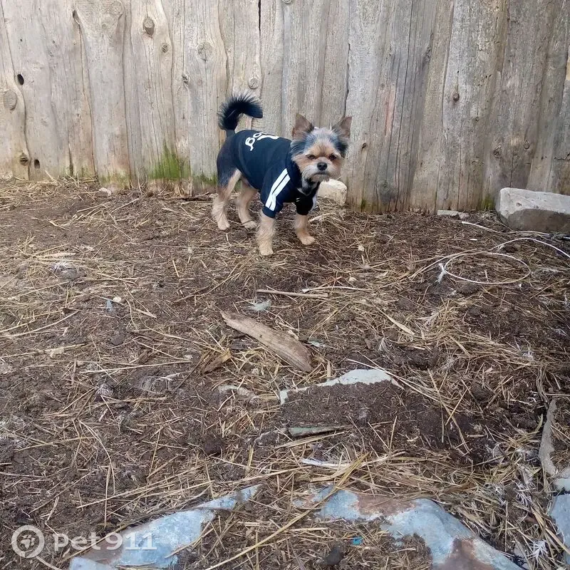 Пропала собака в Ольховке, Волгоградская обл. - photo