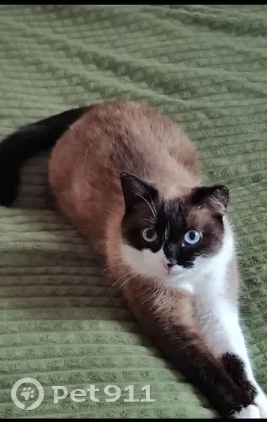 Пропала кошка, ул. Братьев Першиных, 14 - photo