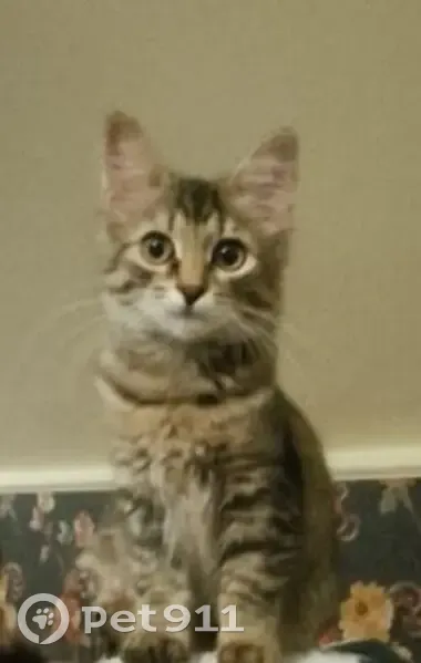 Пропала серая кошка, Заречная ул., Починки - photo