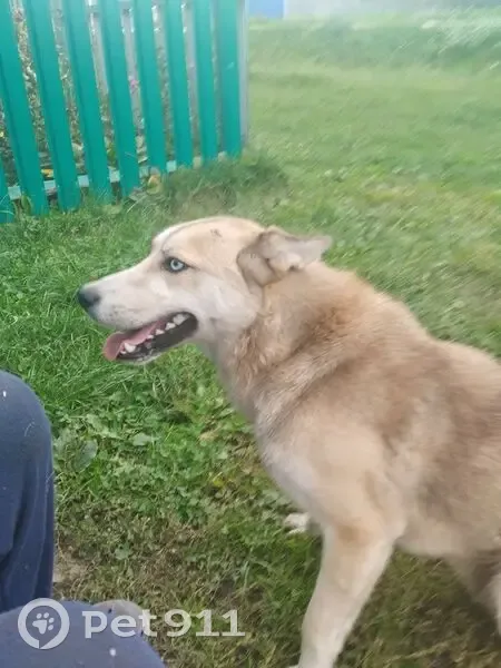 Хаски найдена: Первомайский пер., Свердловское - photo