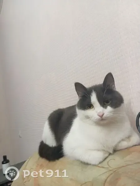 Пропала кошка, пр. Ленина 28, Берёзовский - photo