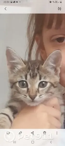 Котенок пропал в Привокзальном, Омск - photo