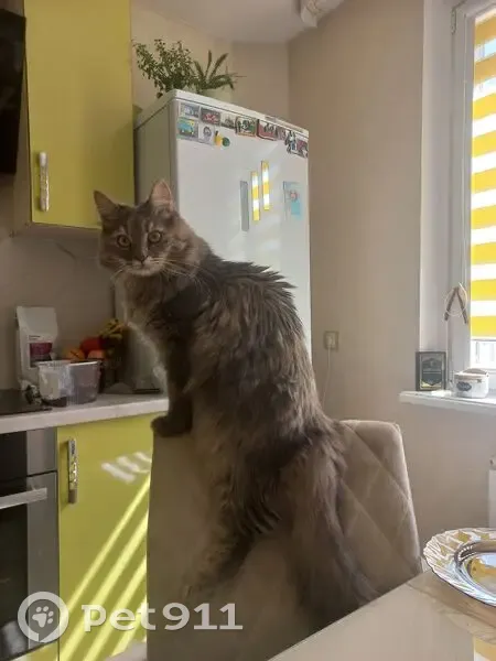 Пропала кошка, ул. Некрашевича, 6, Минск - photo