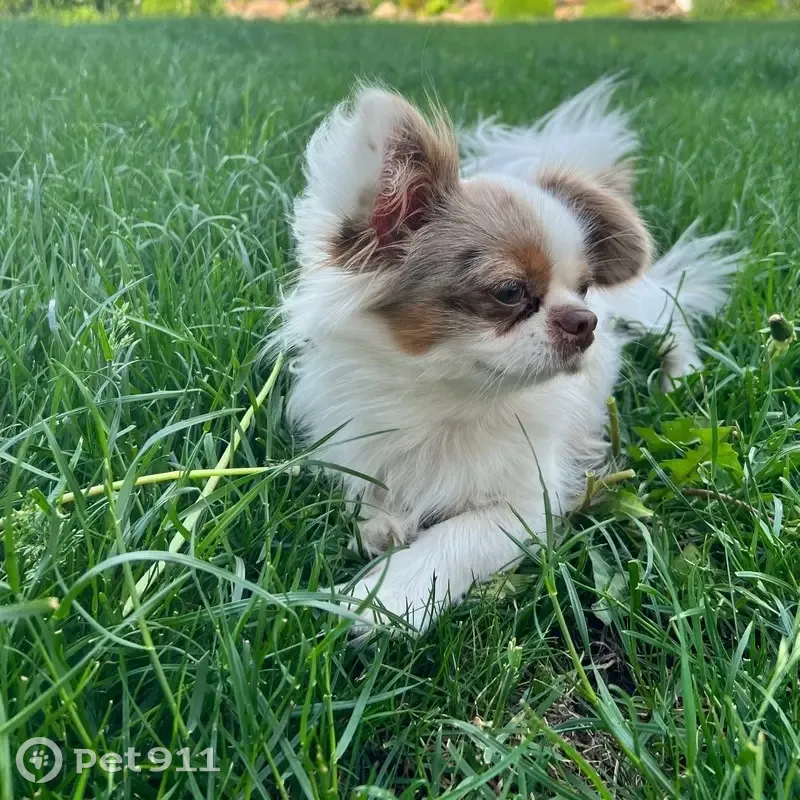 Пропала собака, Октябрьская ул., Измалково - photo