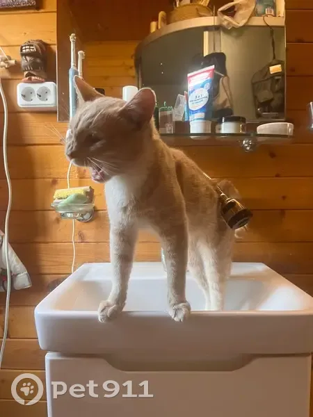 Пропала кошка, Елизаветкино, Тверская обл. - photo