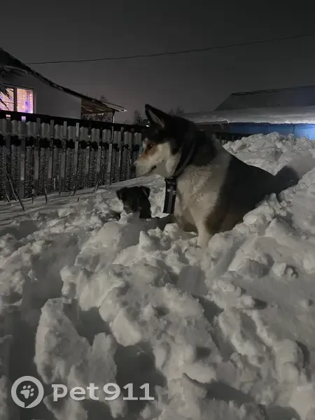 Пропала хаски: Южная ул., 17, Прогресс - photo