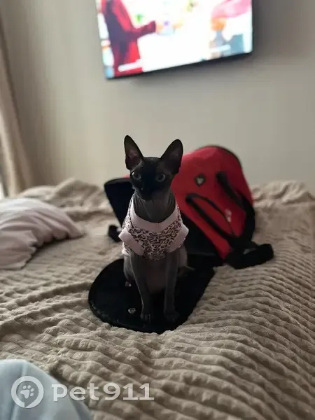 Пропала кошка, Никитинская 30, Самара - photo