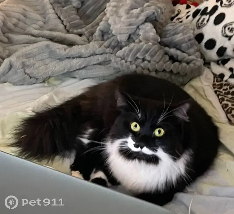 Пропала кошка, 1-я Красная 14А, Тейково - photo