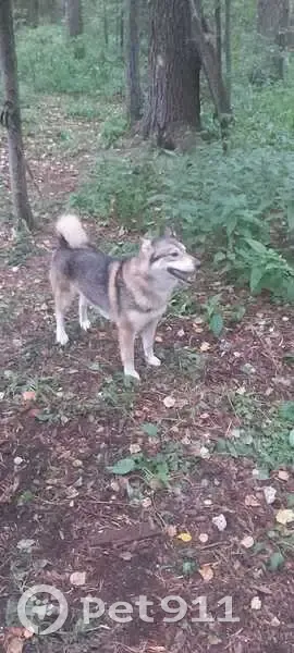 Пропала собака, Новолялинский муниципальный округ - серая лайка с чёрно-жёлтым ошейником - photo