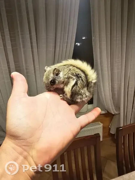 Японская летяга найдена в Птичном, Москва - photo