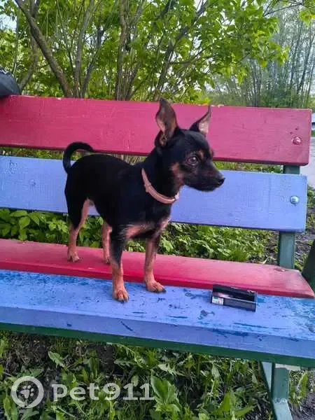 Пропала собака, ул. Карла Маркса, 69 - photo