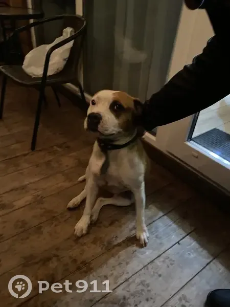 Найдена собака, Манжерок, ул. Дружбы 73 - photo