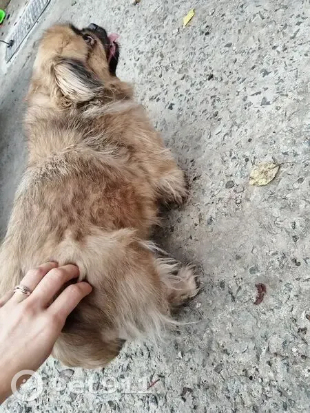 Пекинес найдена, Сельская 58А, Симферополь - photo