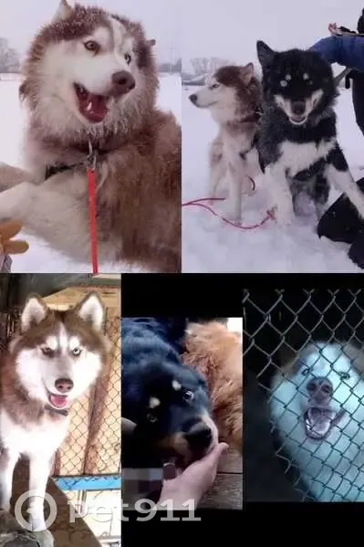 Пропали два хаски, Виноградная 28 - photo