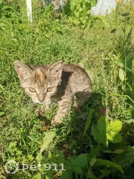 Кошка найдена, Новая ул., Спасск-Рязанский - photo