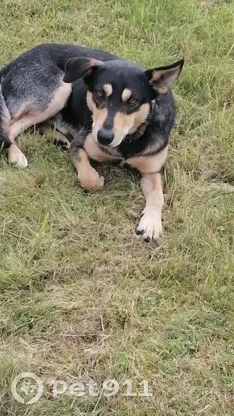 Собака найдена: Заозерье, Васькино-Дор - photo