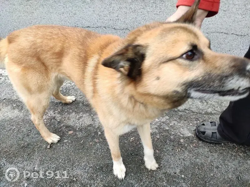 Собака найдена в Крошнозеро, Карелия - photo