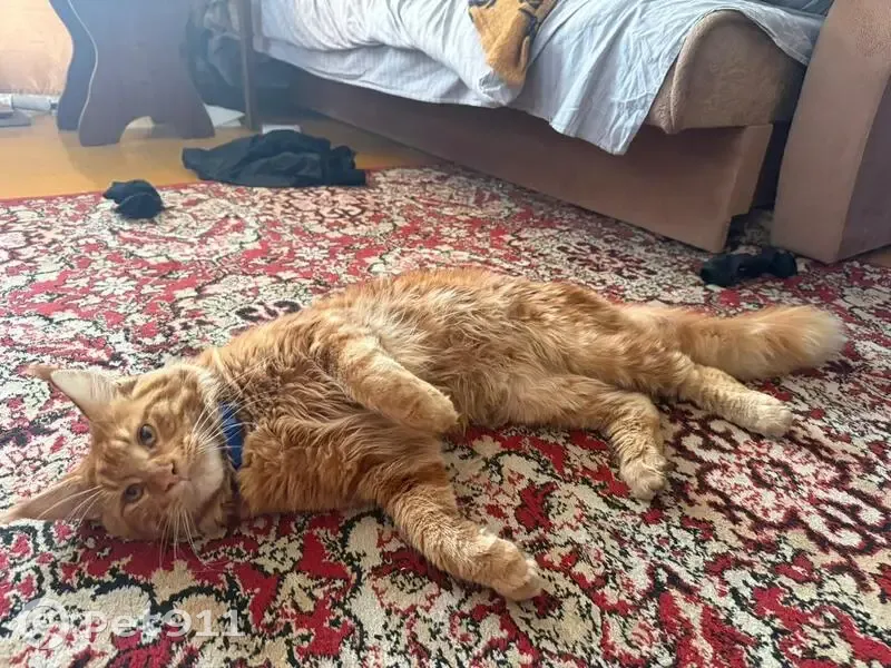 Пропала кошка, Полевая 65, Серноводск - photo