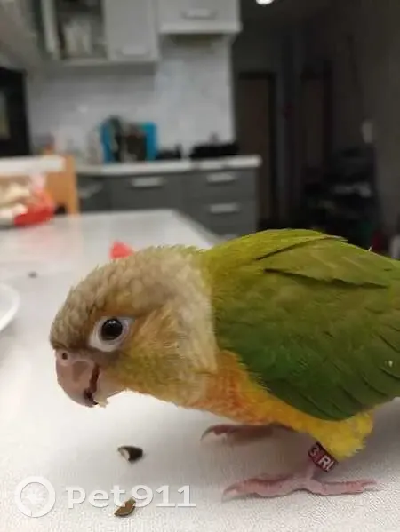 Пропала птица, ул. Шмидта, 3, Симферополь - photo