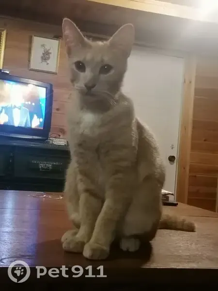 Крупный котик найден на Розы Люксембург, 19 - photo