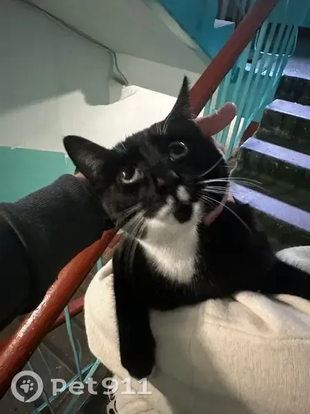 Найдена кошка на Полярный Круг, 11, Мурманск - photo