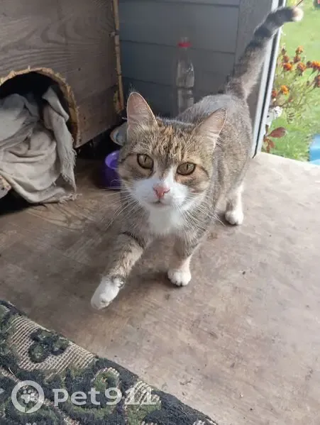 Кошка найдена в Шадрино, Алтайский край - photo