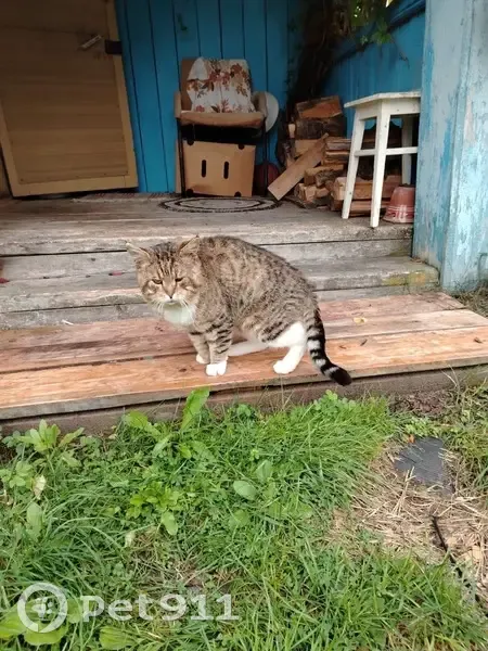 Кошка найдена в Доможировском СП, Ленобласть - photo