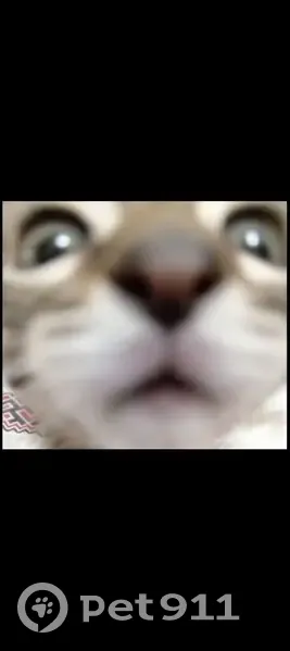 Пропала кошка, Рабочая ул. 10, Тарко-Сале - photo