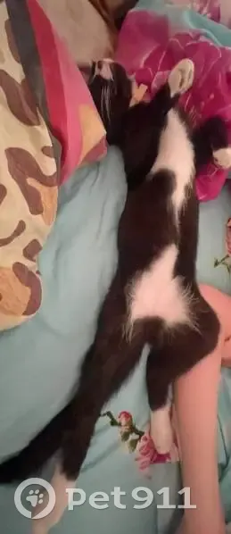 Пропала кошка, ул. Карла Маркса, Жуковка - photo