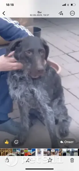 Пропала собака в лесу у д. Черемши - photo