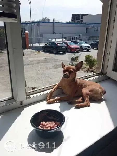 Пропал той терьер, Бакинская 13, Волгоград - photo