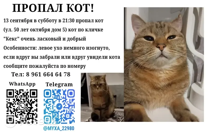 Пропала кошка: ул. 50 лет Октября, 5 - photo