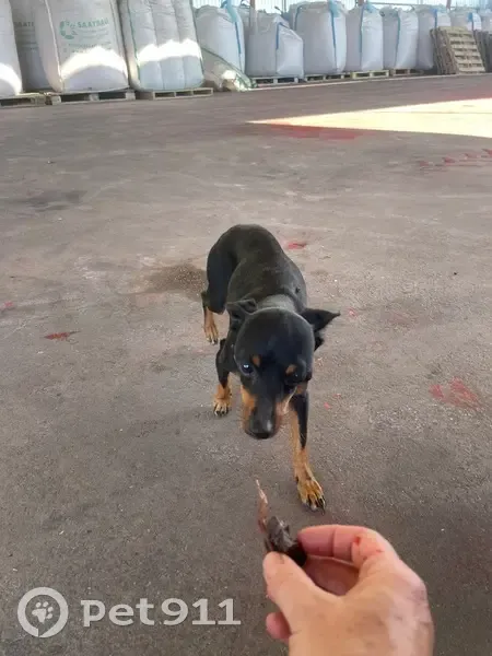 Собака найдена в Башкатово, Орловская обл. - photo