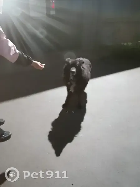 Найдена собака, ул. Комаровского, 6А - photo