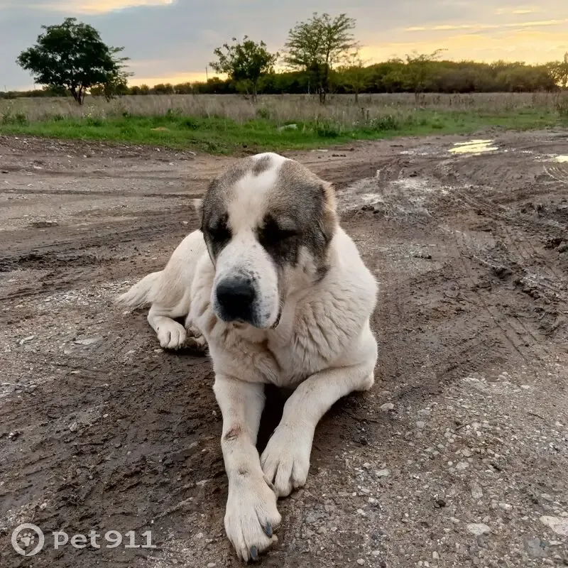 Бело-серая собака найдена в Гвардейском - photo