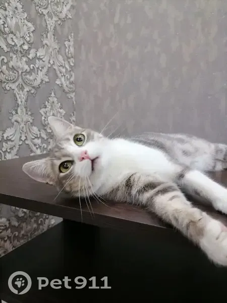 Пропала кошка, Набережная 30, Лабинск - photo