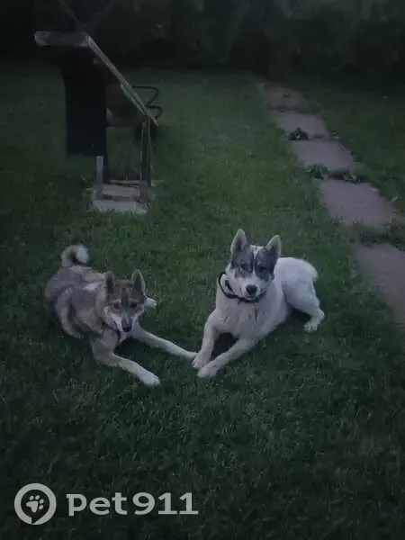 Пропала лайка в Новомаксимовском СП - photo