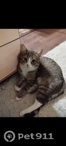 Пропала кошка, ул. Усти-на-Лабе, Владимир - photo