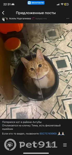 Пропала кошка, ул. Халтурина, Ахтубинск - photo